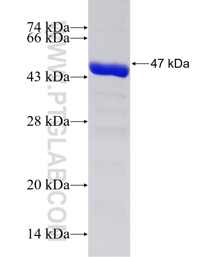 EIF2AK1 fusion protein Ag16970 SDS-PAGE