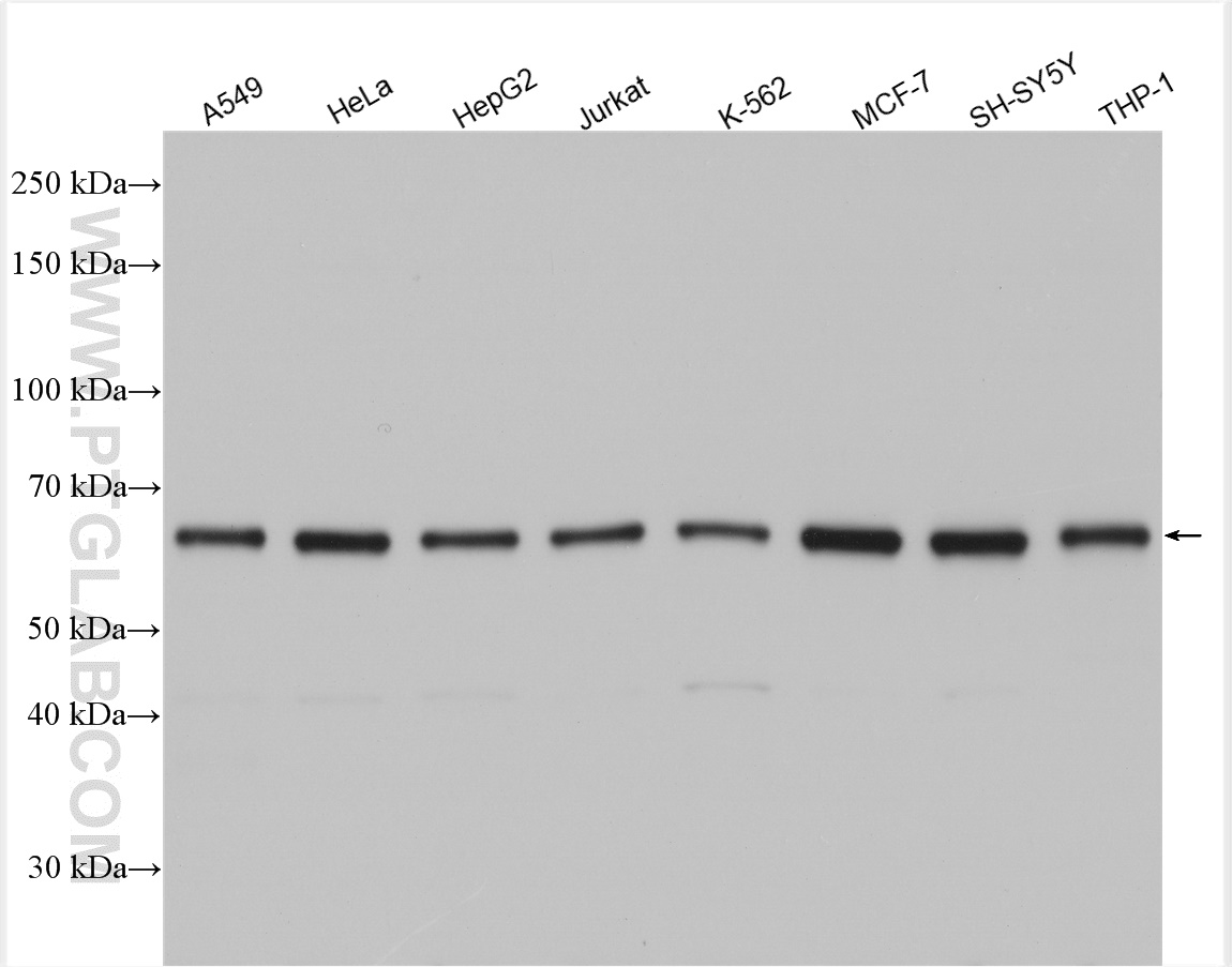 WB analysis using 18244-1-AP