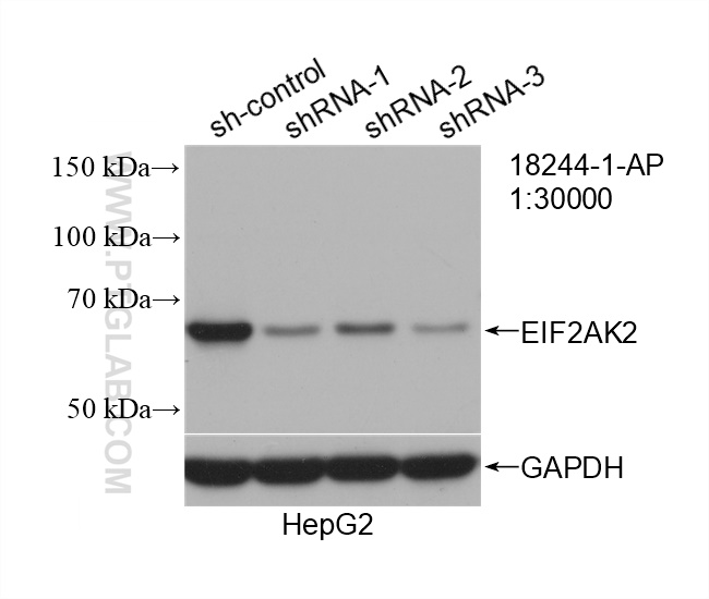 WB analysis of HepG2 using 18244-1-AP