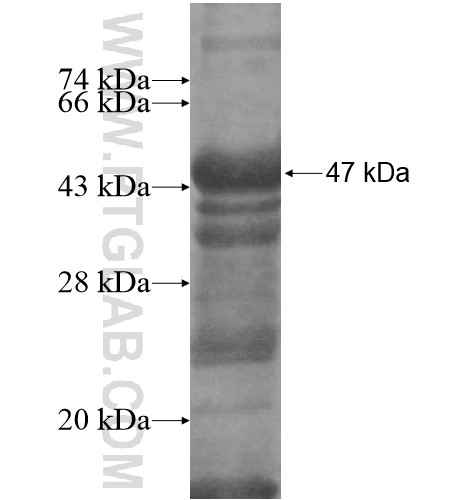 EIF2AK2 fusion protein Ag12854 SDS-PAGE