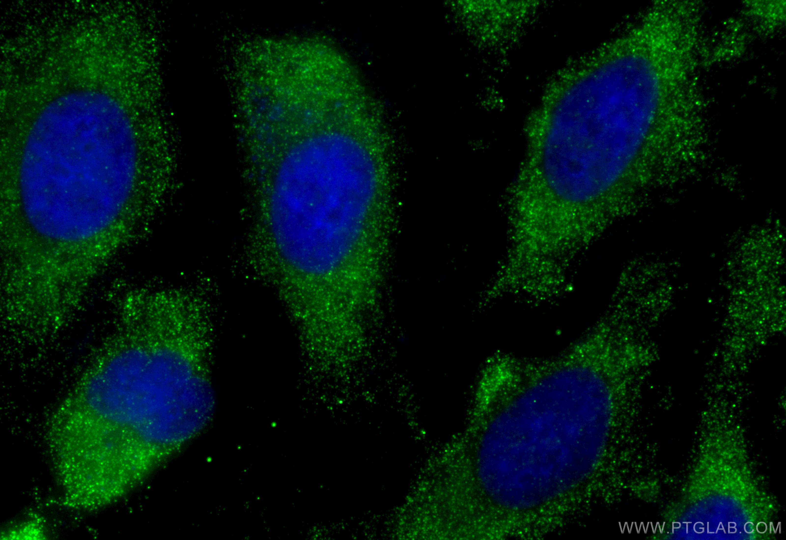 IF Staining of HeLa using 68824-1-Ig (same clone as 68824-1-PBS)