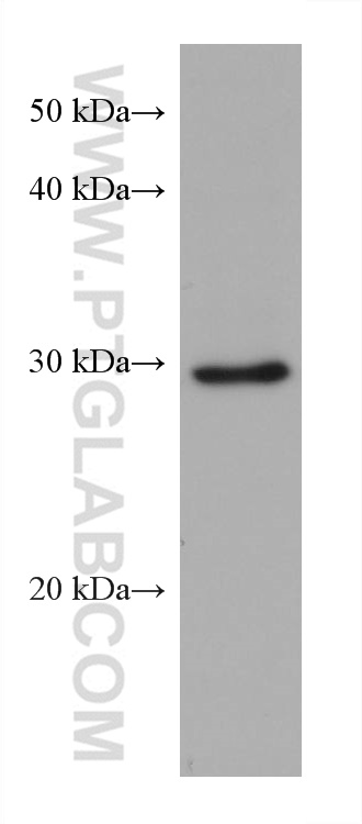 WB analysis of NIH/3T3 using 68824-1-Ig (same clone as 68824-1-PBS)