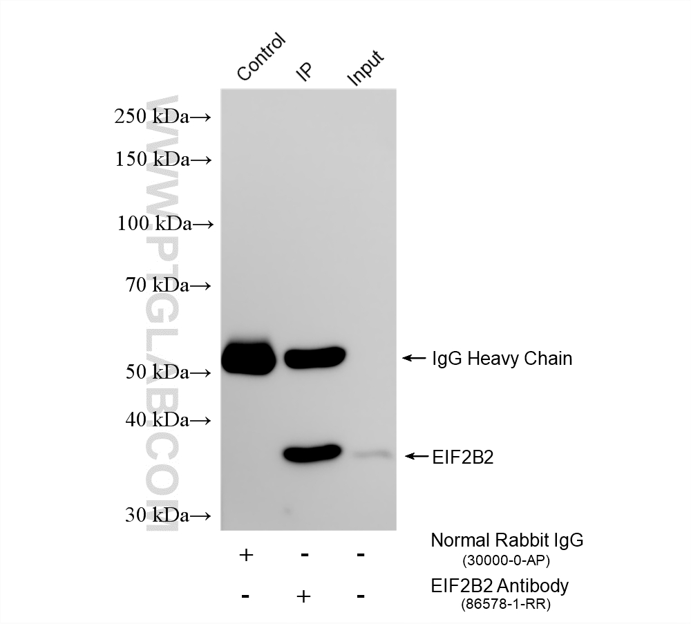 IP experiment of A431 using 86578-1-RR