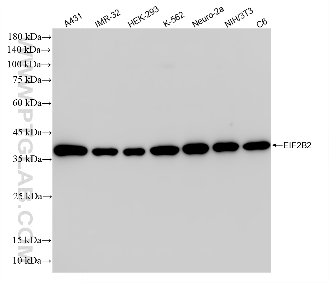 WB analysis using 86578-1-RR