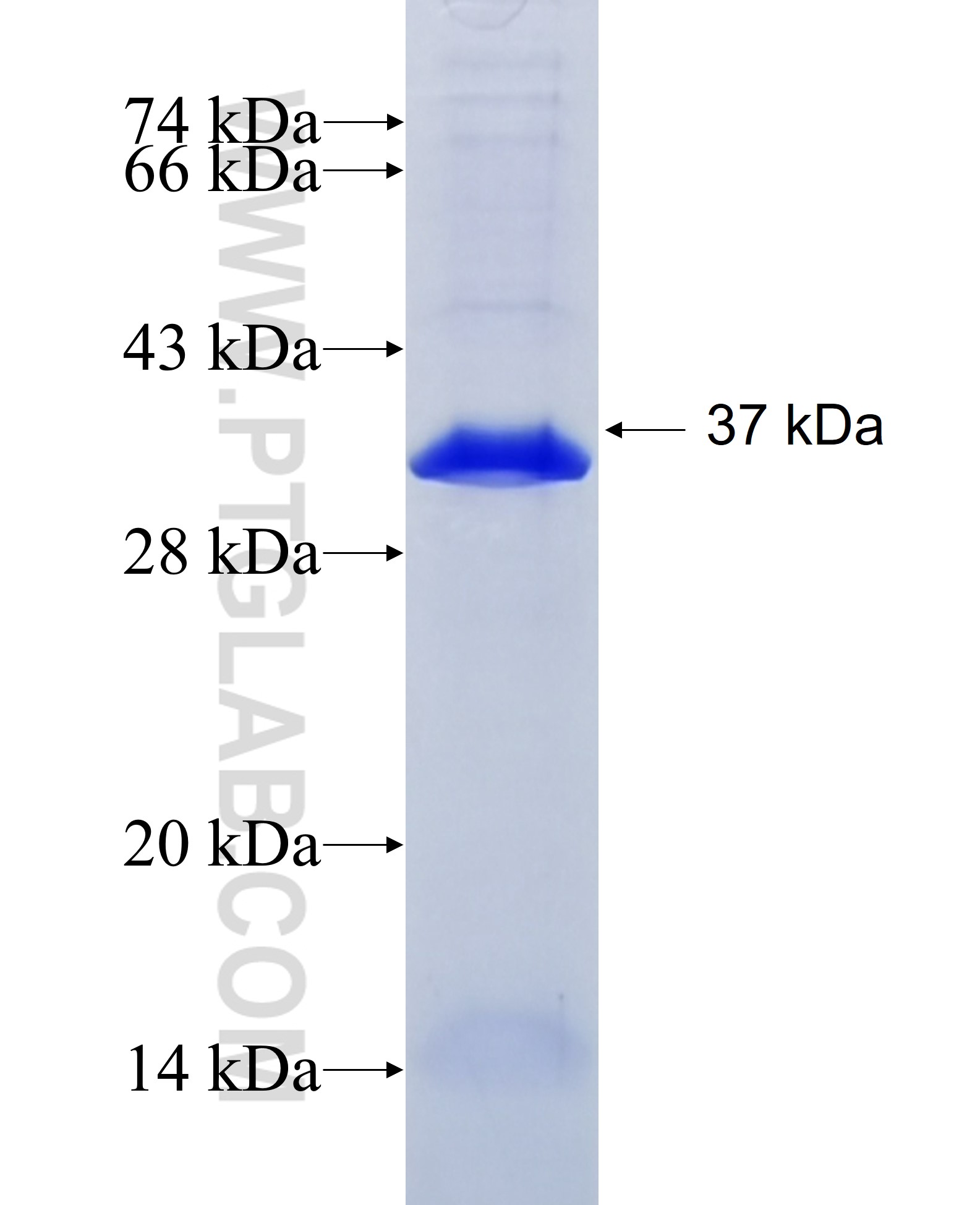 EIF2B5 fusion protein Ag32181 SDS-PAGE