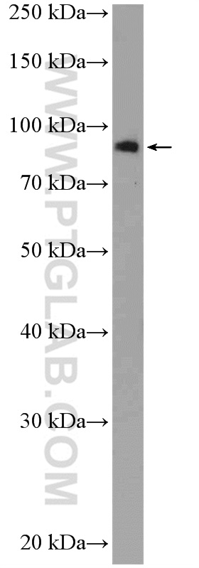 EIF2C3-Specific