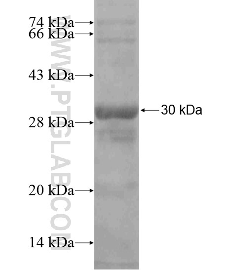 EIF2C4 fusion protein Ag19211 SDS-PAGE