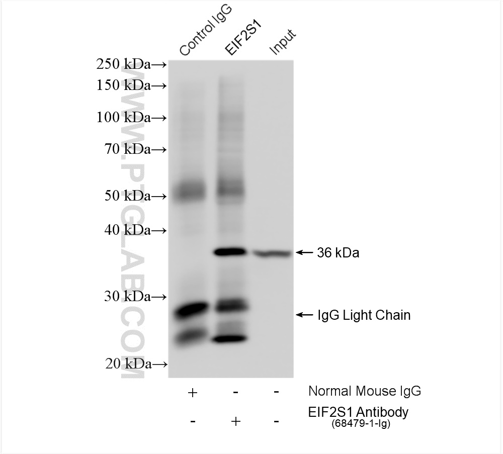 IP experiment of HepG2 using 68479-1-Ig (same clone as 68479-1-PBS)