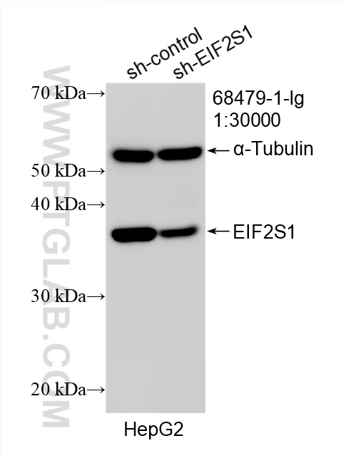 WB analysis of HepG2 using 68479-1-Ig (same clone as 68479-1-PBS)