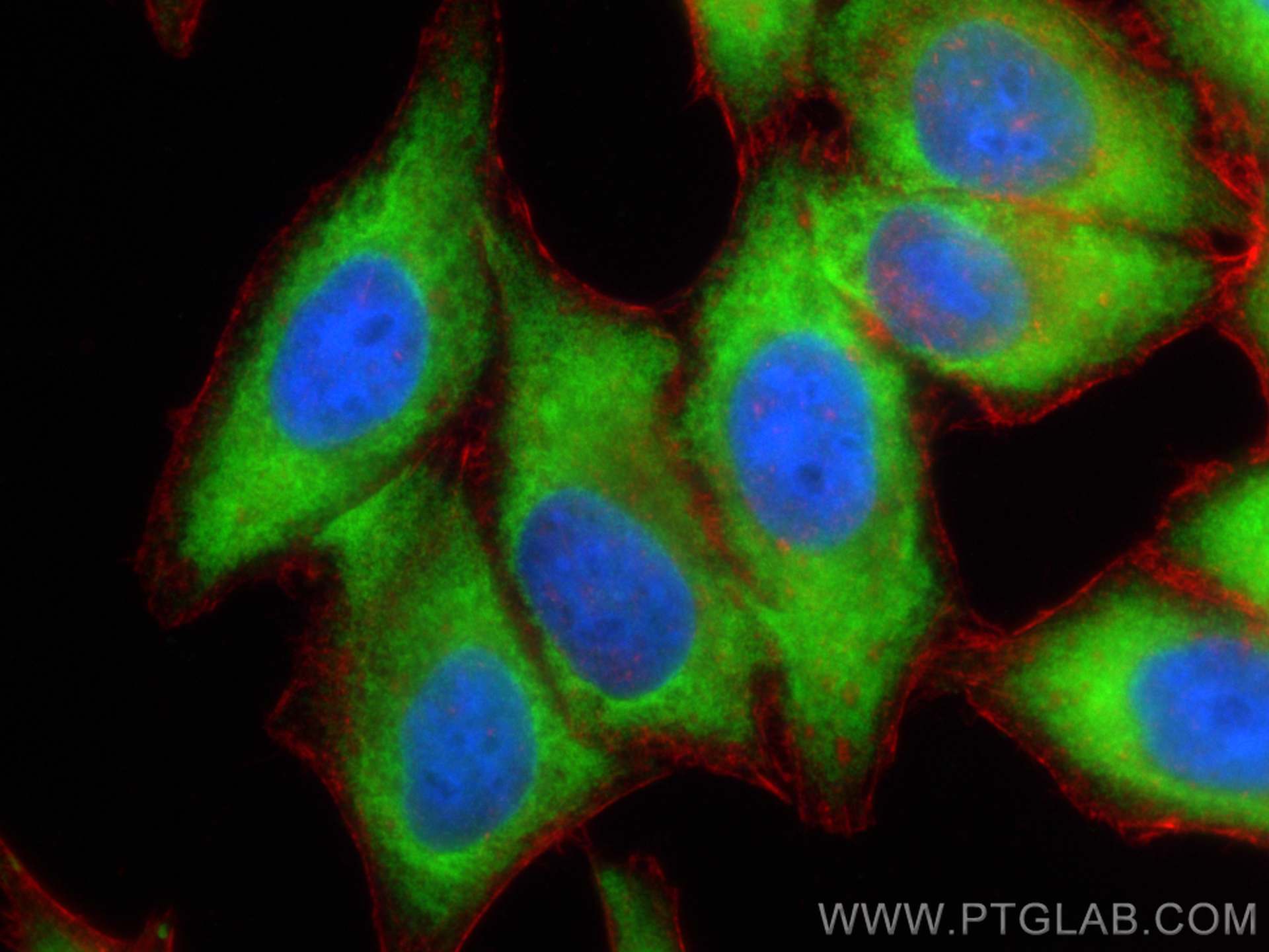 IF Staining of HepG2 using 82936-1-RR (same clone as 82936-1-PBS)
