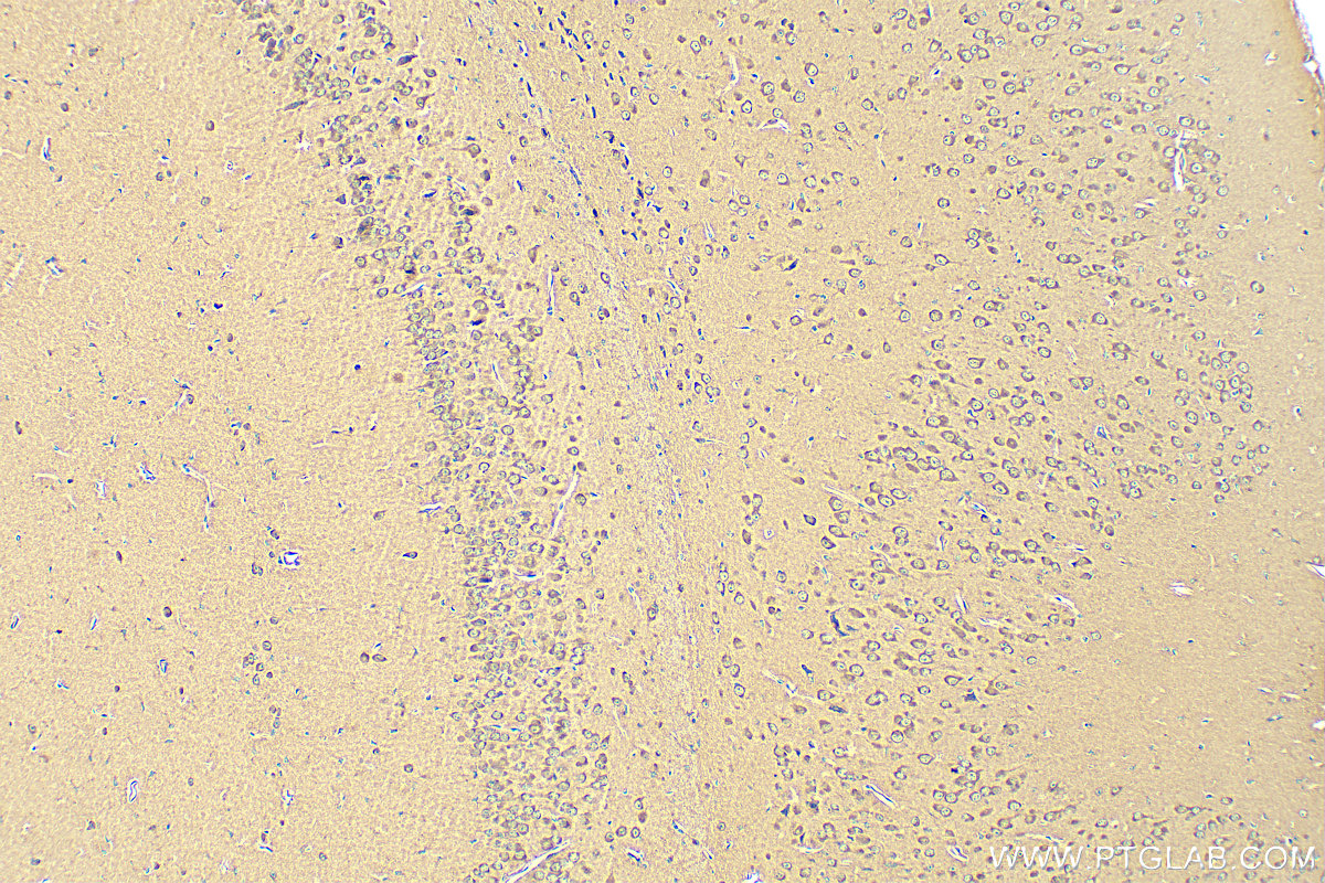 IHC staining of mouse brain using 82936-1-RR (same clone as 82936-1-PBS)