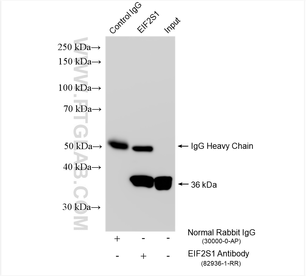IP experiment of HepG2 using 82936-1-RR (same clone as 82936-1-PBS)