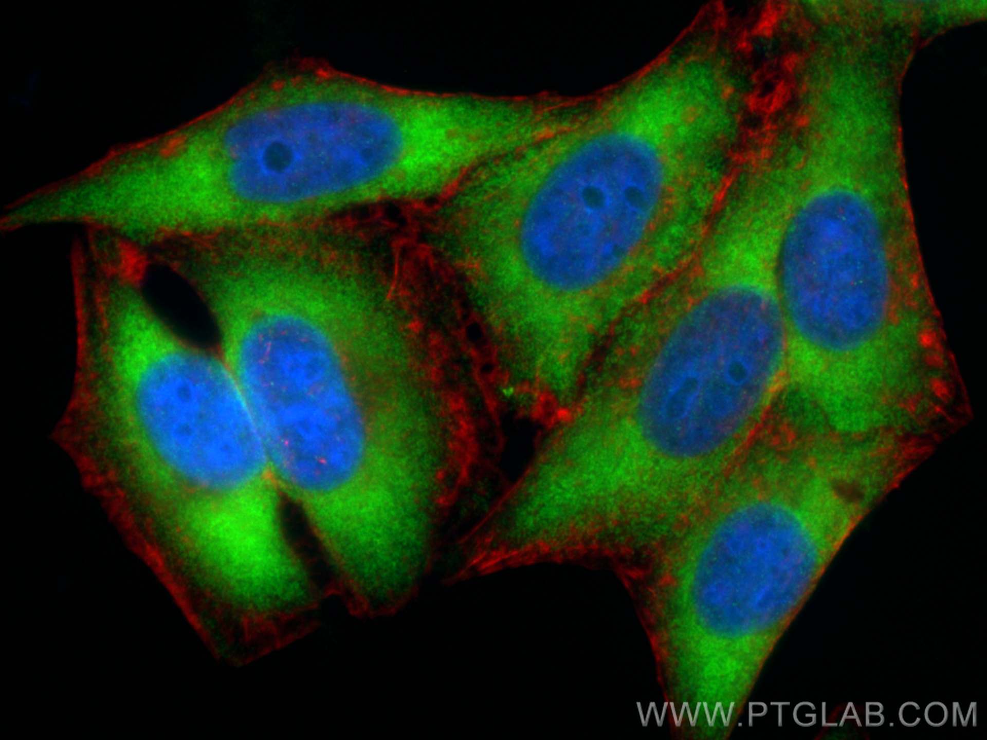 IF Staining of HepG2 using 82936-8-RR
