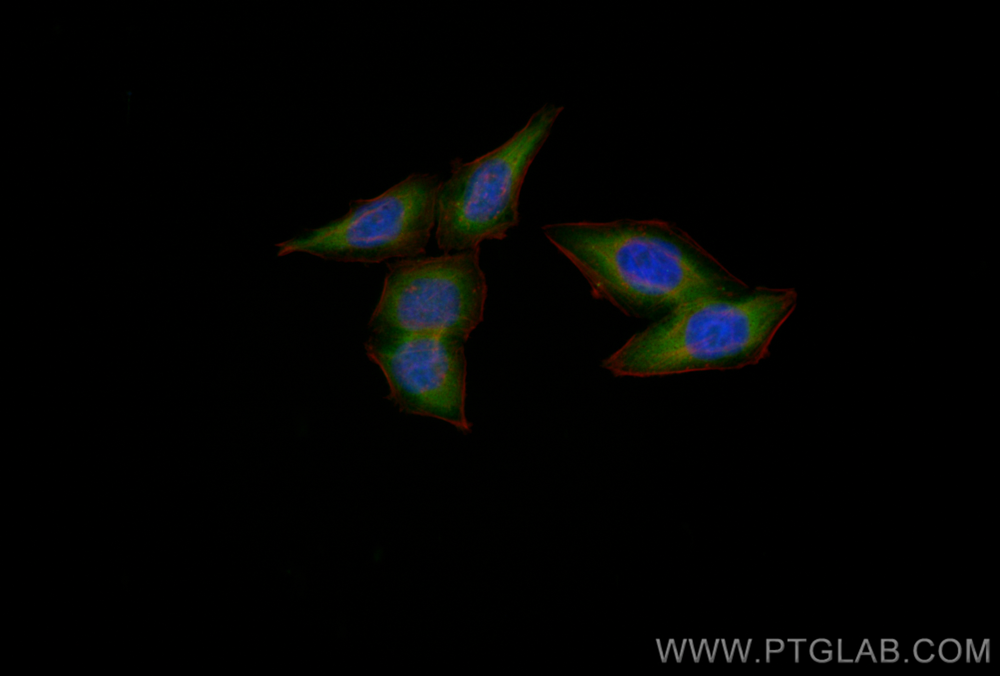 IF Staining of HepG2 using CL488-82936
