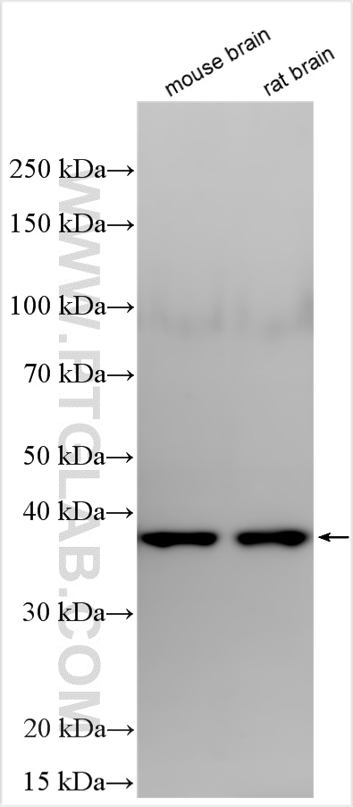 WB analysis using RMX00004