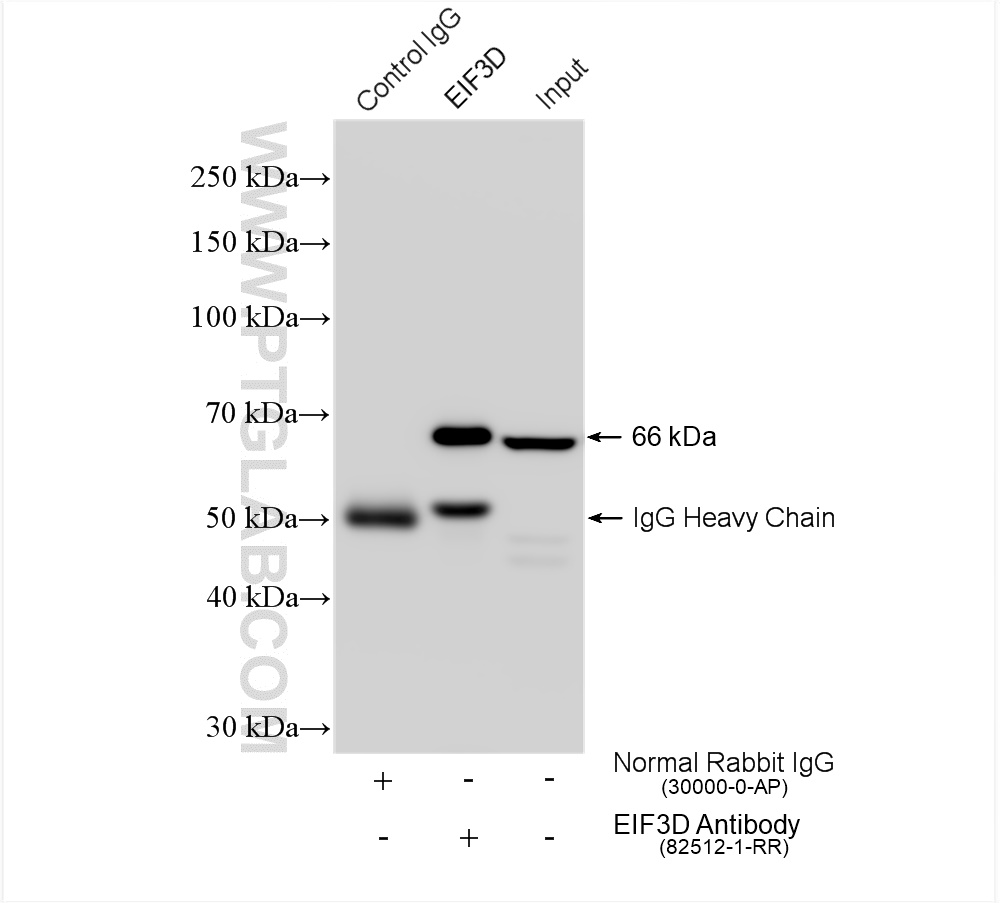 IP experiment of A549 using 82512-1-RR (same clone as 82512-1-PBS)