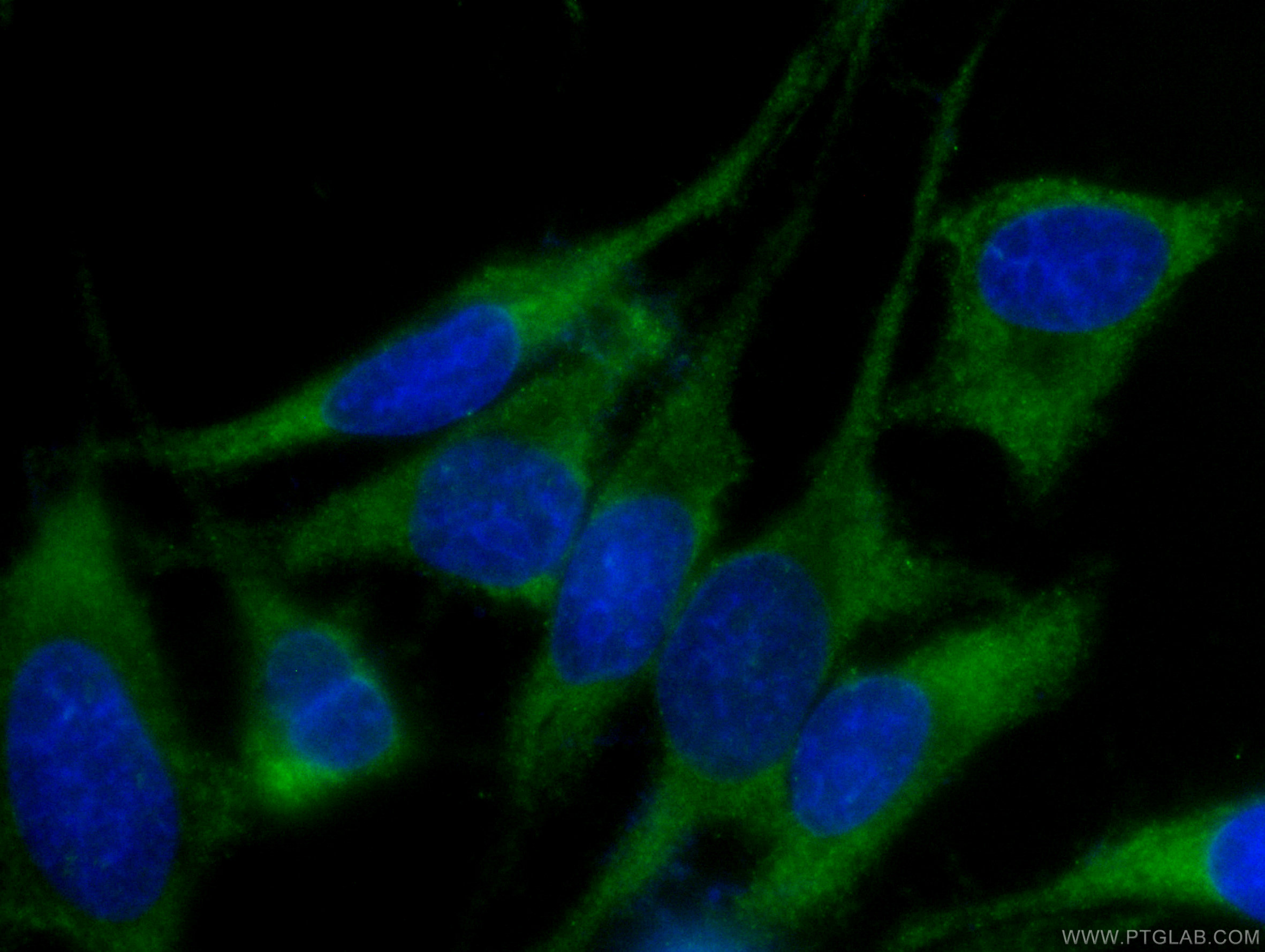 IF Staining of HeLa using CL488-66024