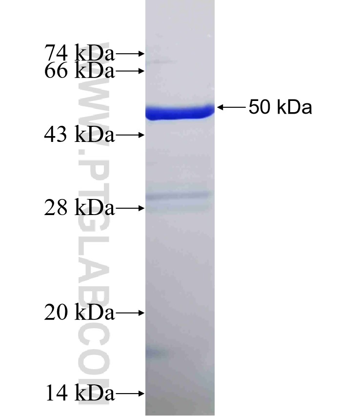 EIF3D fusion protein Ag0268 SDS-PAGE