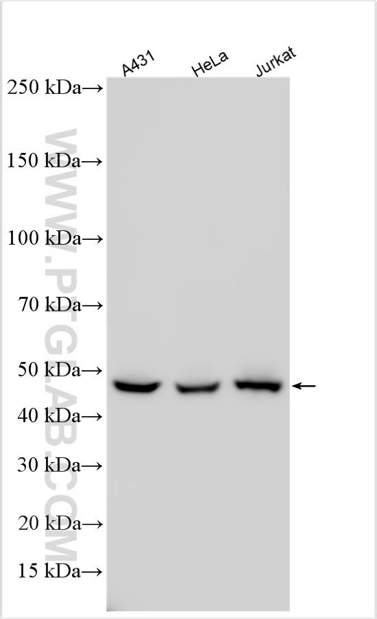 WB analysis using 10899-1-AP