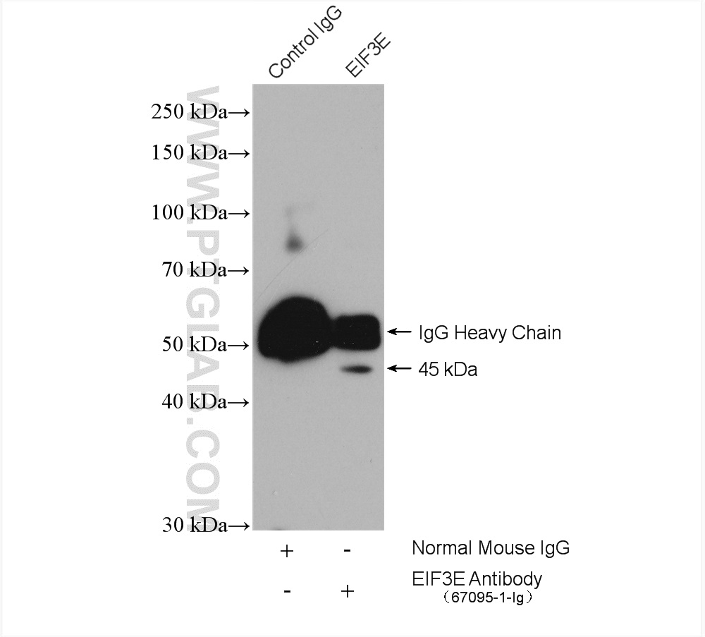 IP experiment of HeLa using 67095-1-Ig (same clone as 67095-1-PBS)