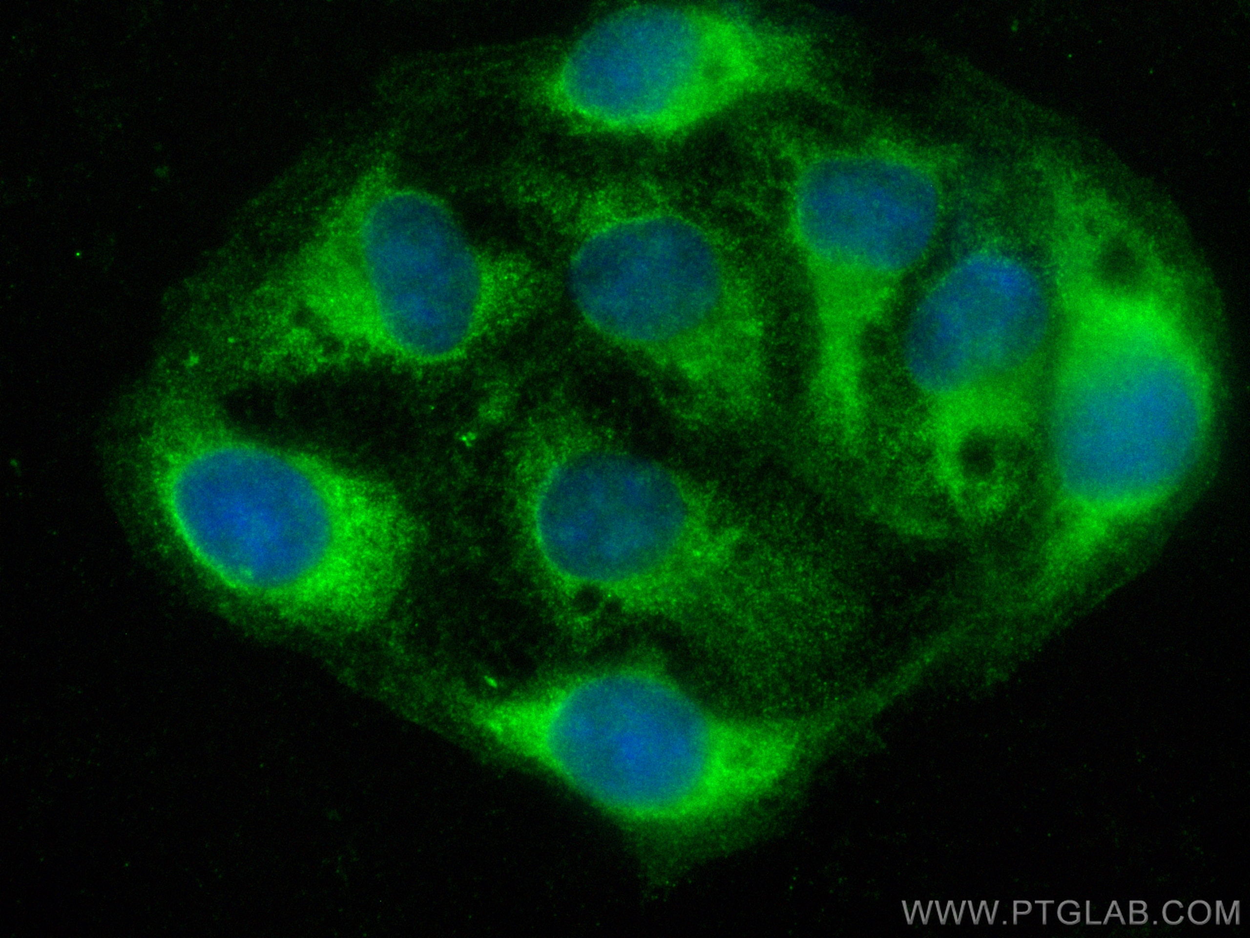 IF Staining of U2OS using CL488-10899