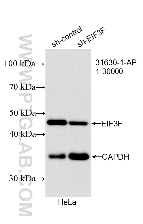 WB result of EIF3F antibody (31630-1-AP; 1:30000; incubated at room temperature for 1.5 hours) with sh-Control and sh-EIF3F transfected HeLa cells. WB analysis of HeLa using 31630-1-AP