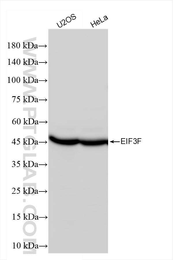 WB analysis using 84131-2-RR