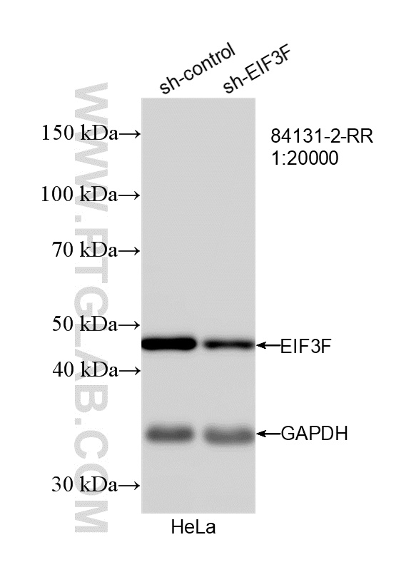 WB analysis of HeLa using 84131-2-RR