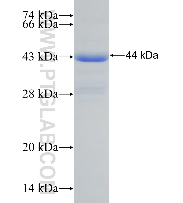 EIF3H fusion protein Ag30831 SDS-PAGE EIF3H fusion protein Ag30831 SDS-PAGE