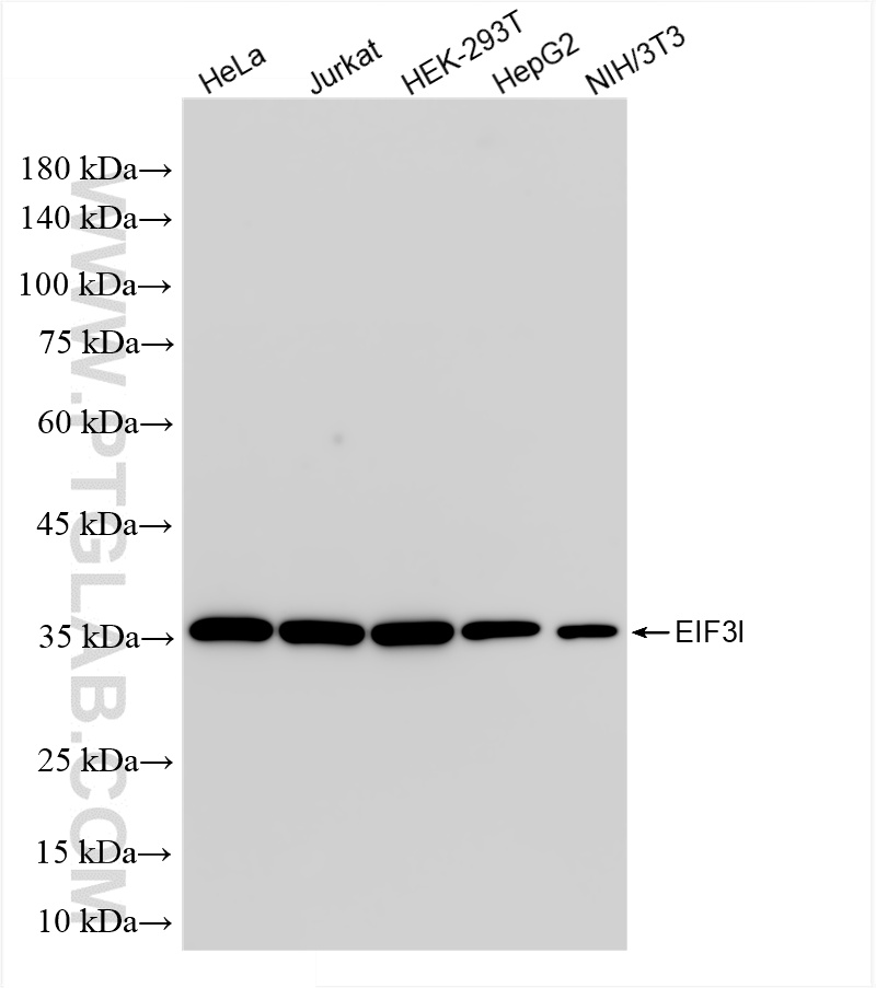 WB analysis using 85603-2-RR