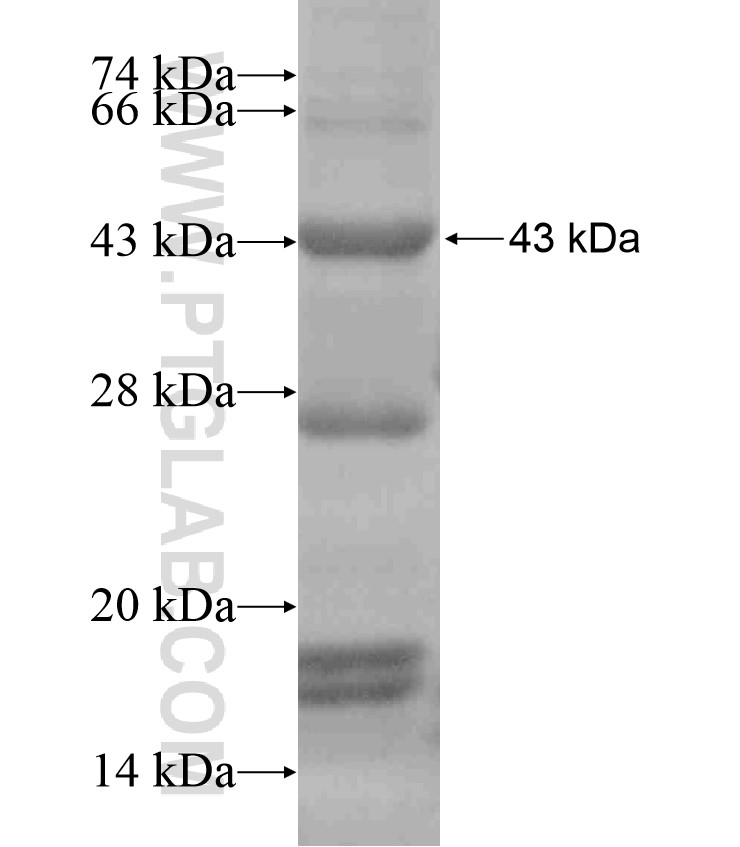 EIF3I fusion protein Ag18097 SDS-PAGE
