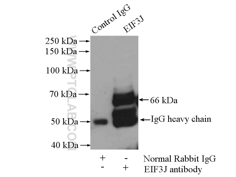 IP experiment of HeLa using 10439-1-AP