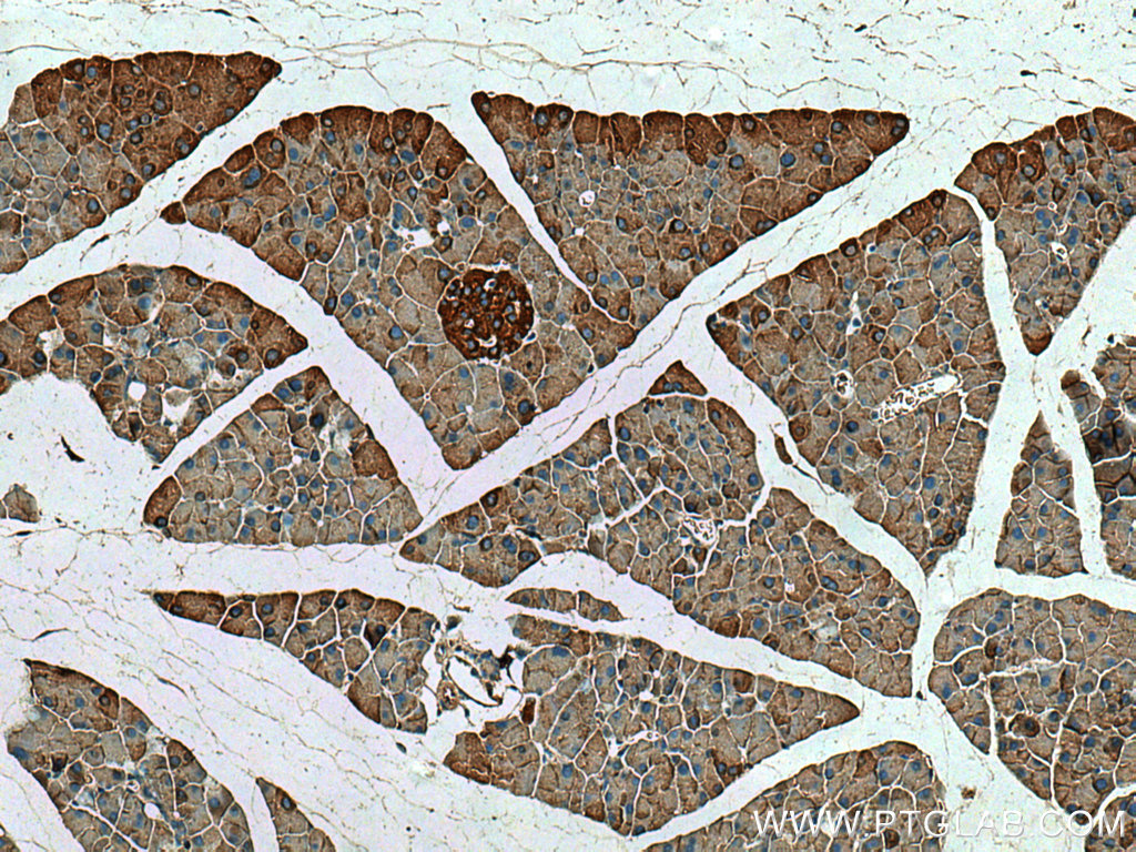 IHC staining of mouse pancreas using 67719-1-Ig