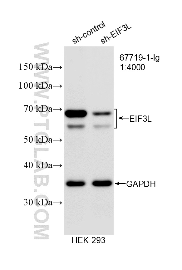 WB analysis of HEK-293 using 67719-1-Ig WB analysis of HEK-293 using 67719-1-Ig