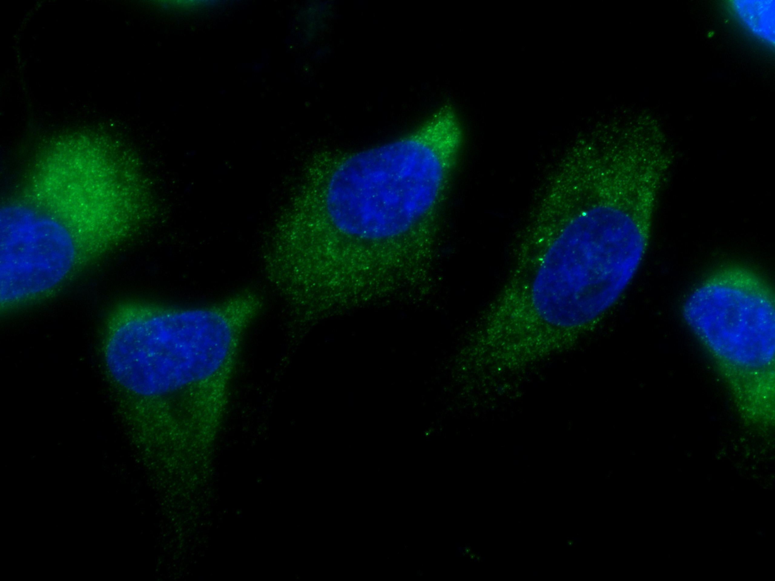 IF Staining of MCF-7 using 66025-1-Ig