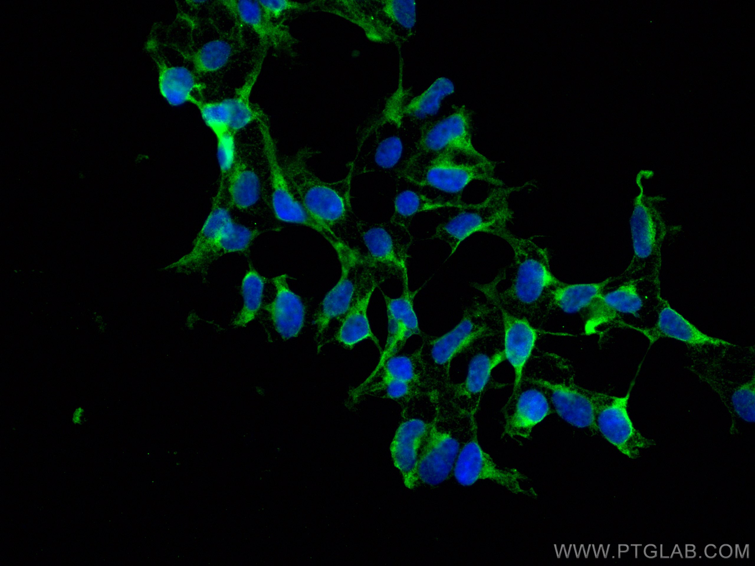 IF Staining of HEK-293 using 67799-1-Ig