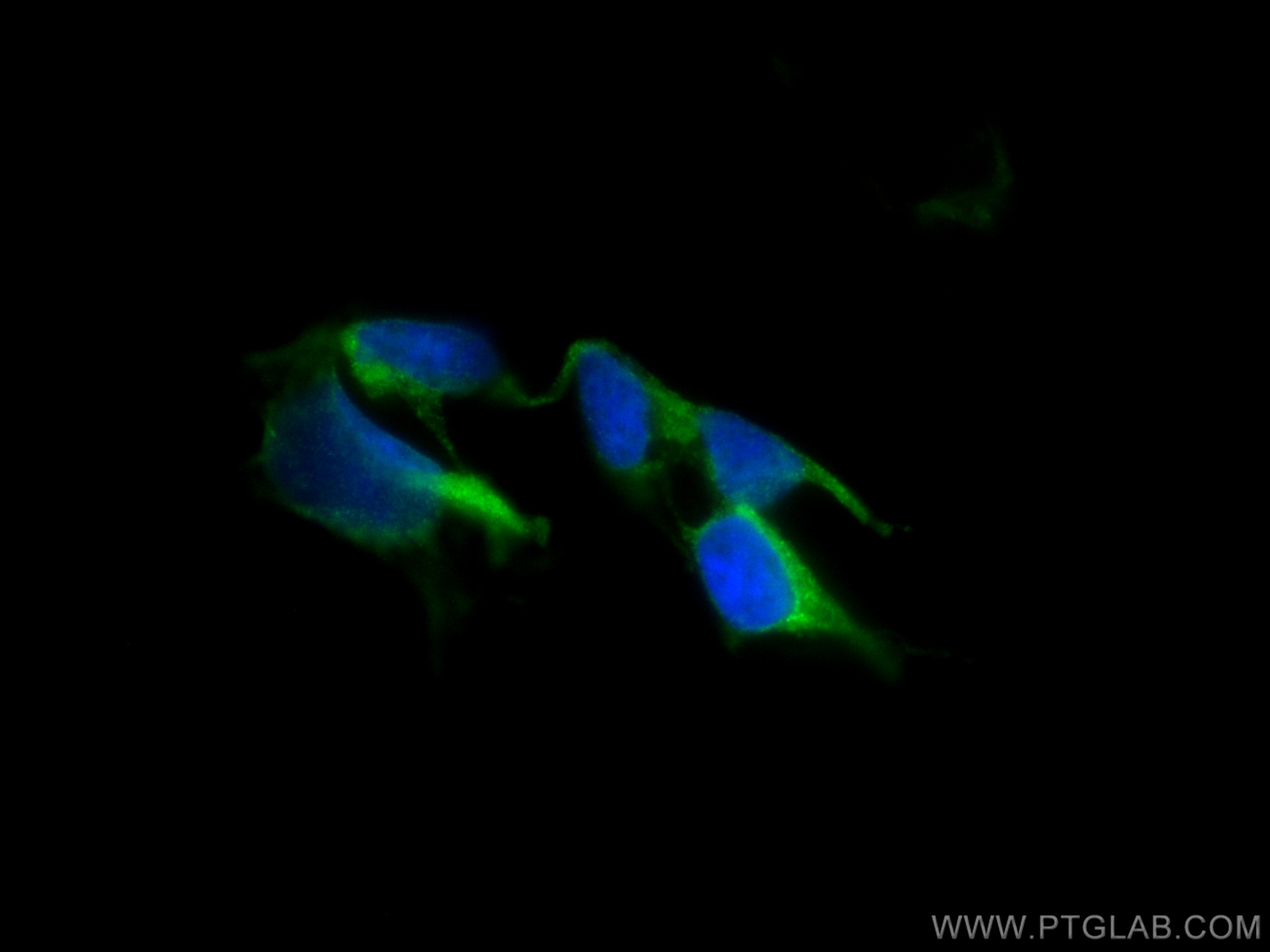 IF Staining of HEK-293 using CL488-67799