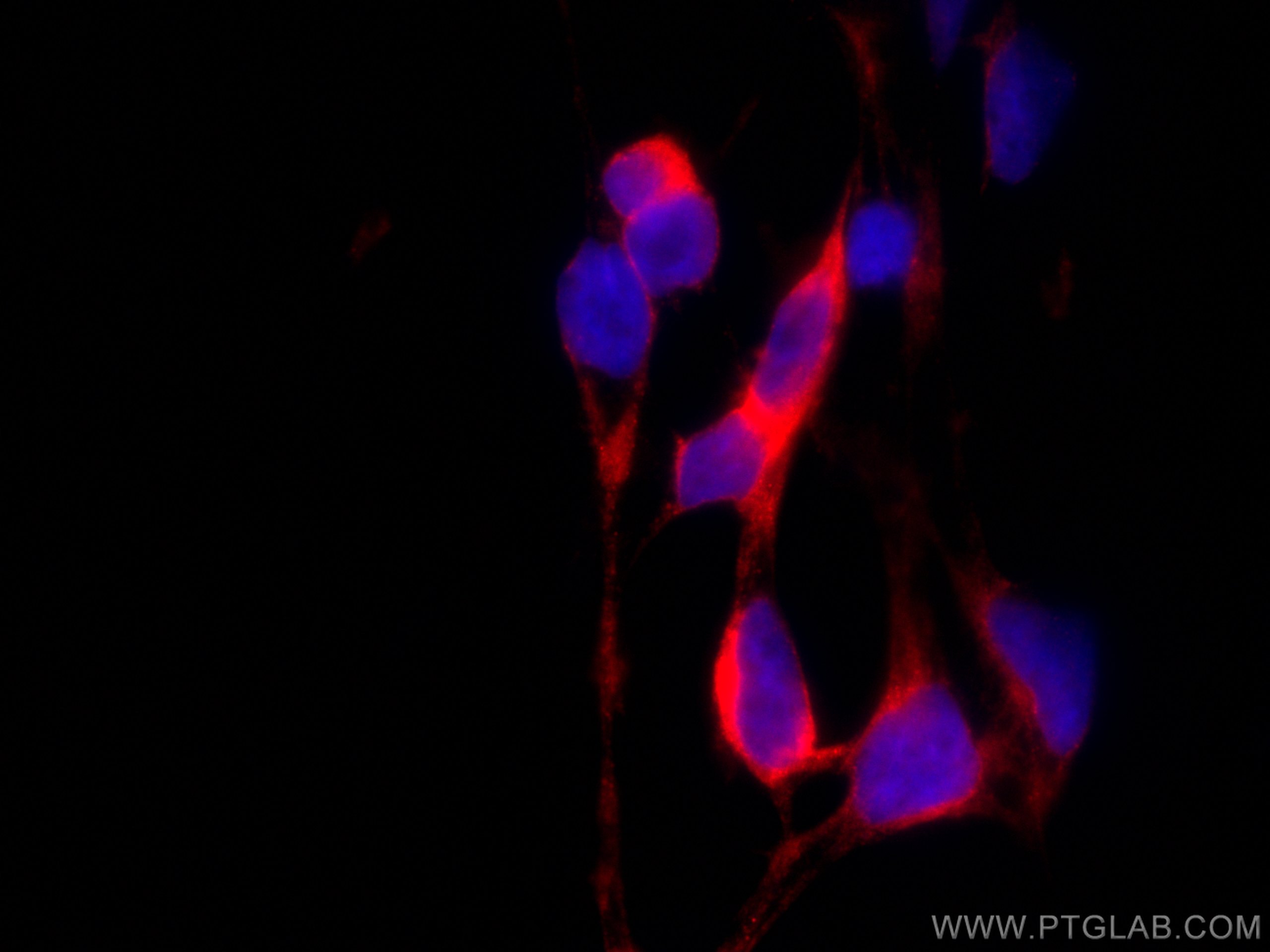 IF Staining of HEK-293 using CL594-67799