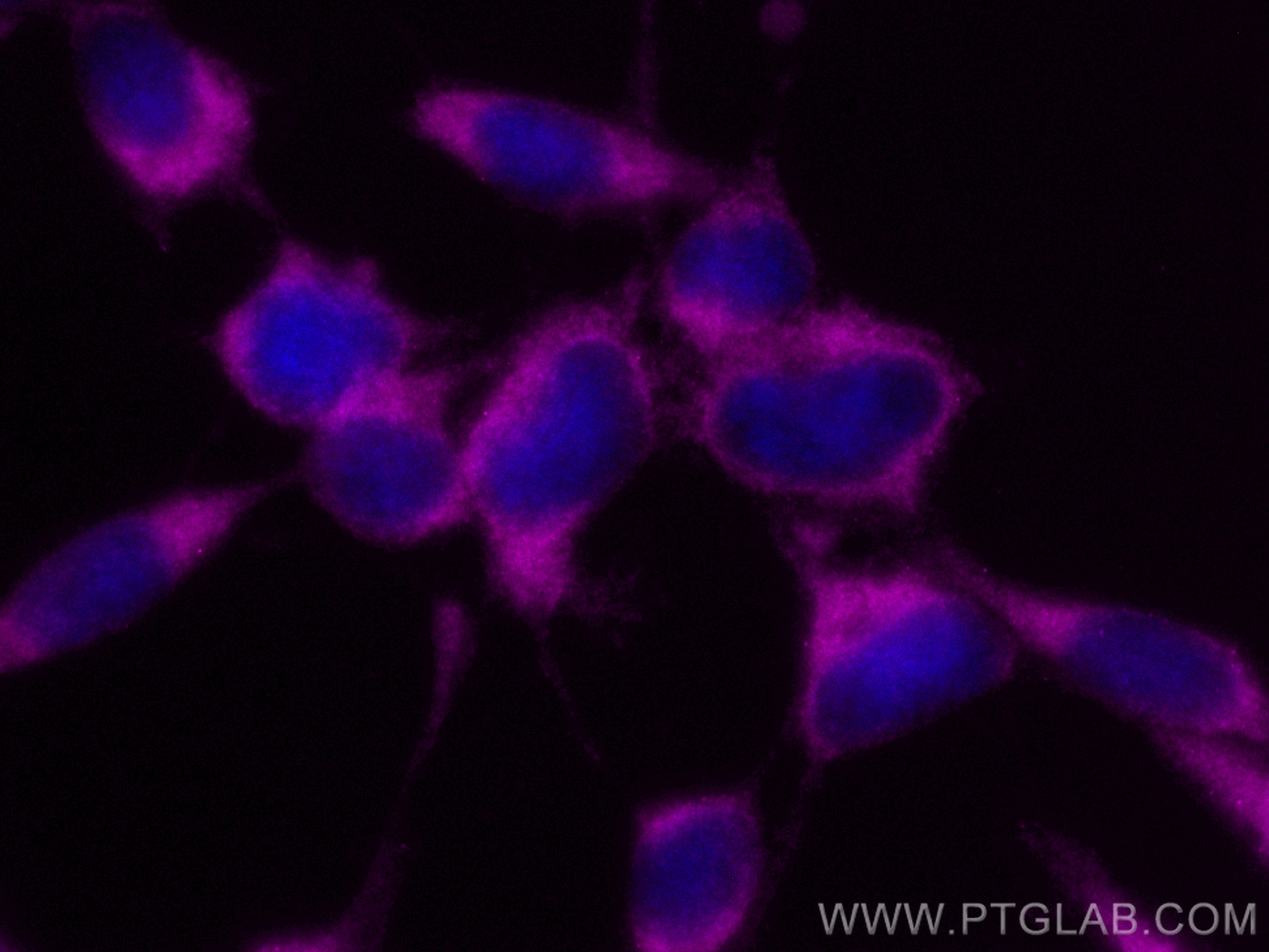 IF Staining of HEK-293 using CL647-67799