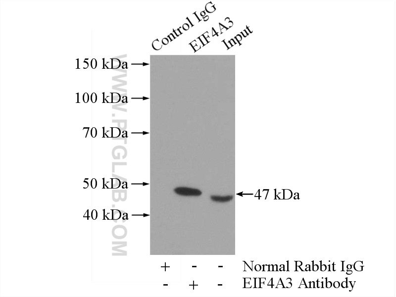 IP experiment of HEK-293 using 10463-1-AP