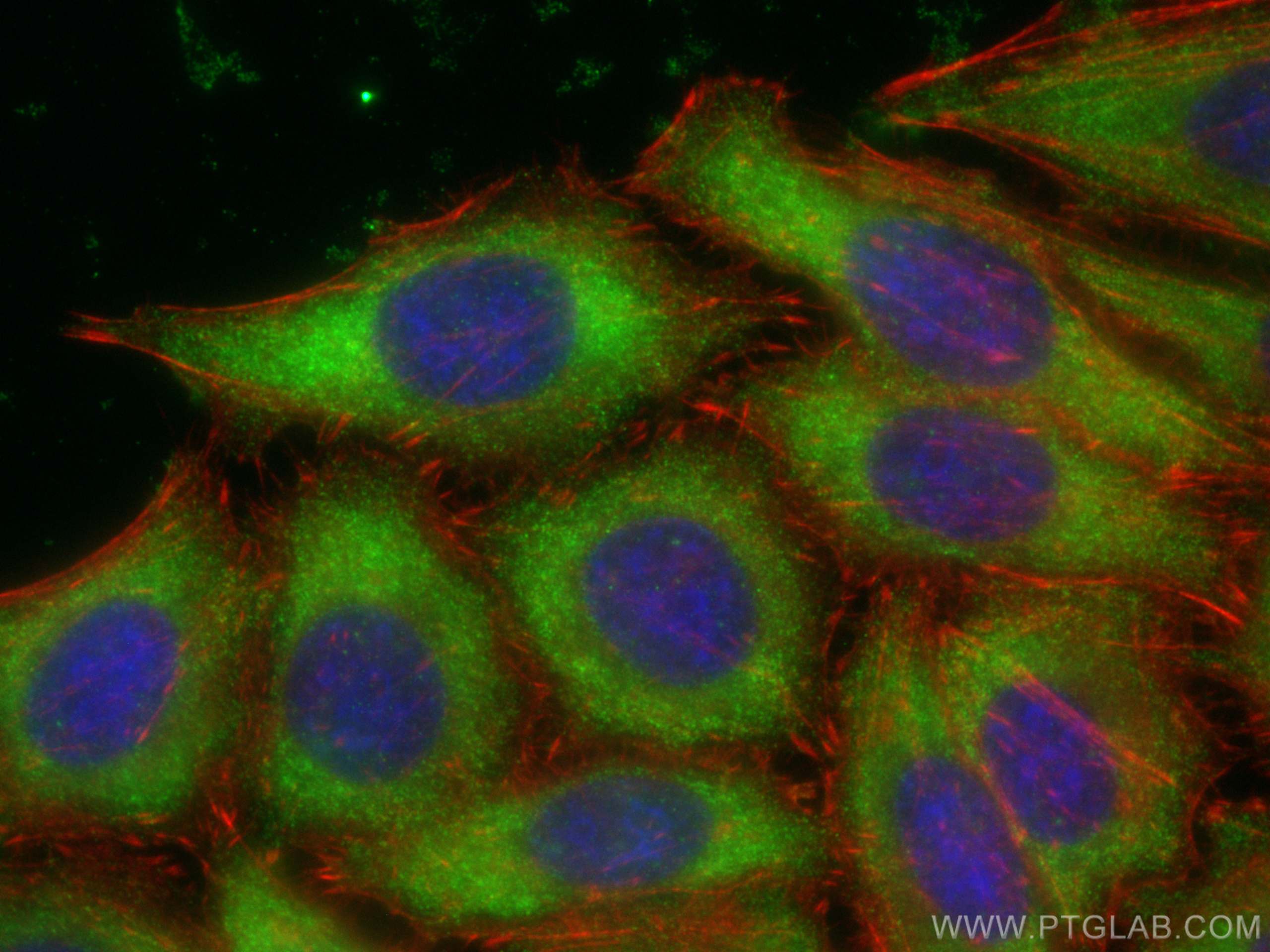 IF Staining of HepG2 using 29712-1-AP