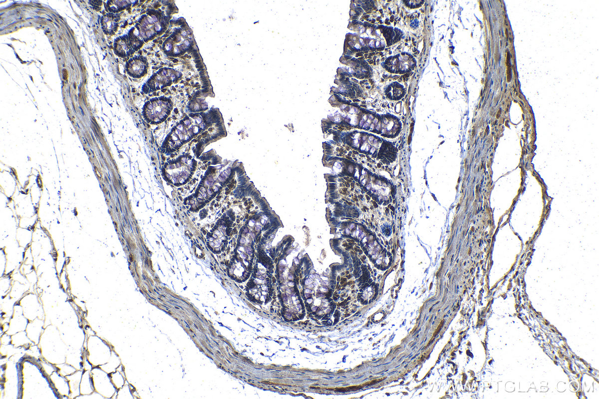 IHC staining of rat colon using 68171-1-Ig