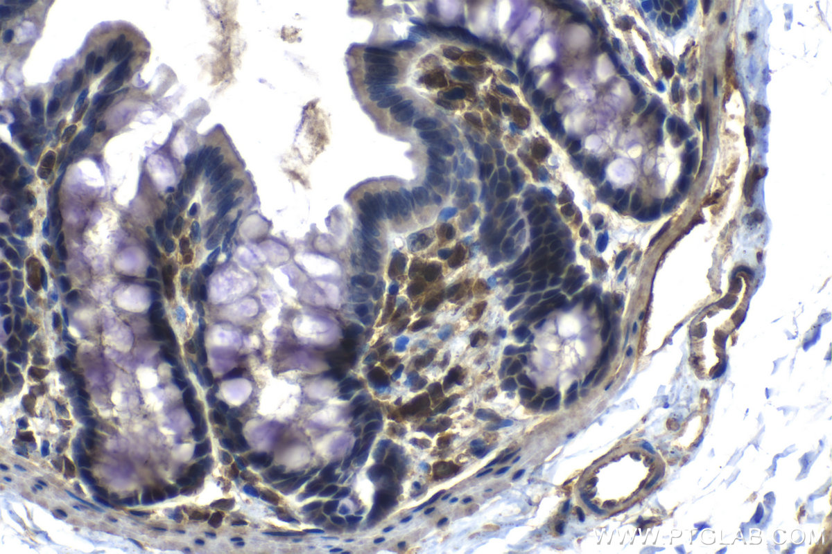 IHC staining of rat colon using 68171-1-Ig