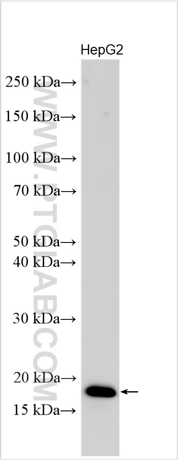 EIF4EBP2