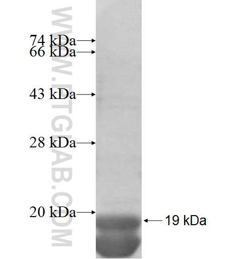 EIF4EBP2 fusion protein Ag8172 SDS-PAGE EIF4EBP2 fusion protein Ag8172 SDS-PAGE