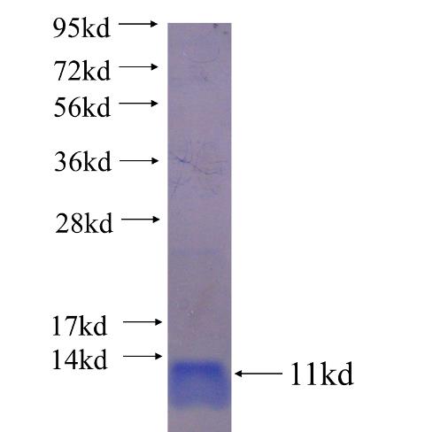 EIF4EBP3 fusion protein Ag23855 SDS-PAGE