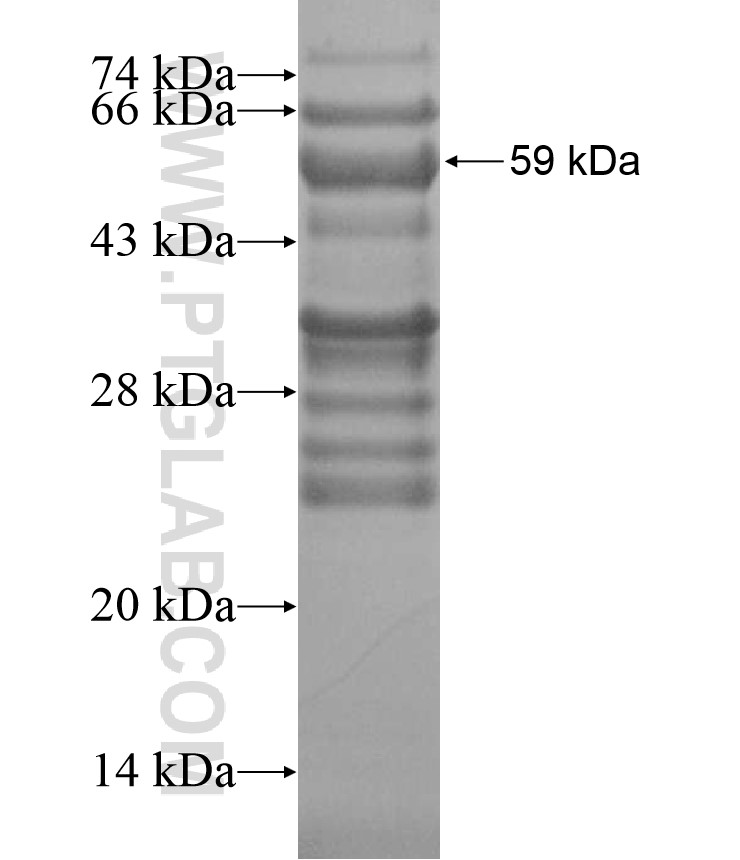 EIF4ENIF1 fusion protein Ag16797 SDS-PAGE EIF4ENIF1 fusion protein Ag16797 SDS-PAGE
