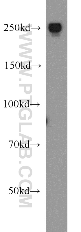 EIF4G1 Polyclonal antibody