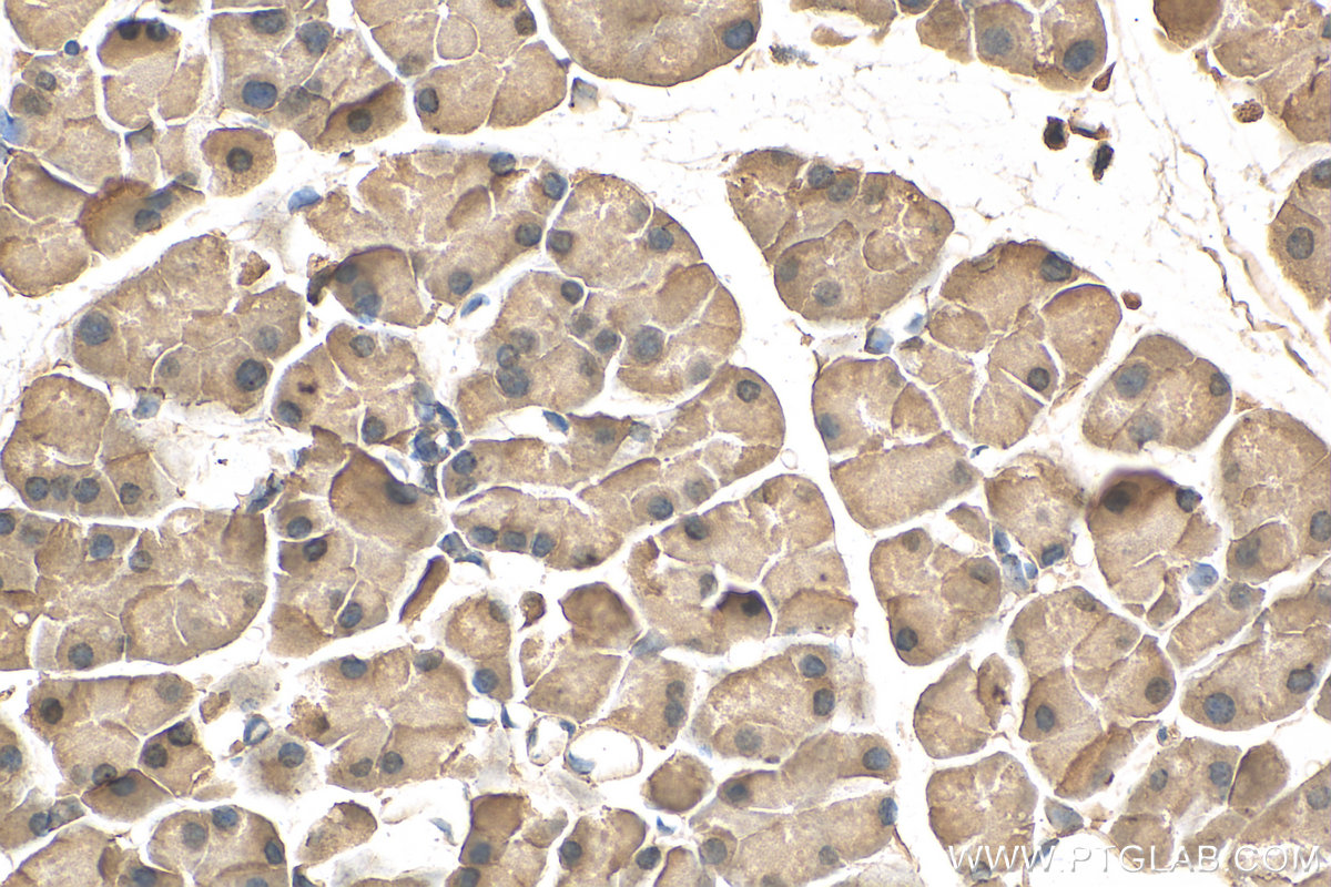 IHC staining of mouse pancreas using 67199-1-Ig (same clone as 67199-1-PBS)