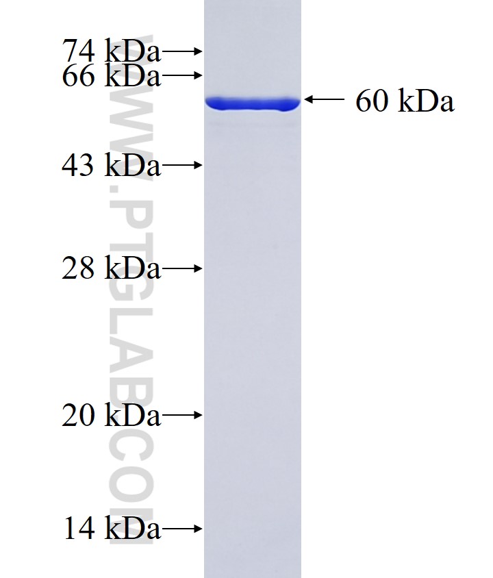 EIF4G1 fusion protein Ag8342 SDS-PAGE